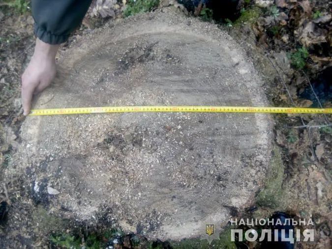 На Волині чоловік незаконно зрубав дуб і граб (фото)