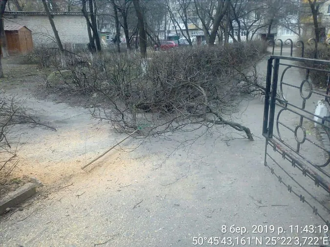 У Луцьку на Молоді незаконно зрізали дерева (фото)