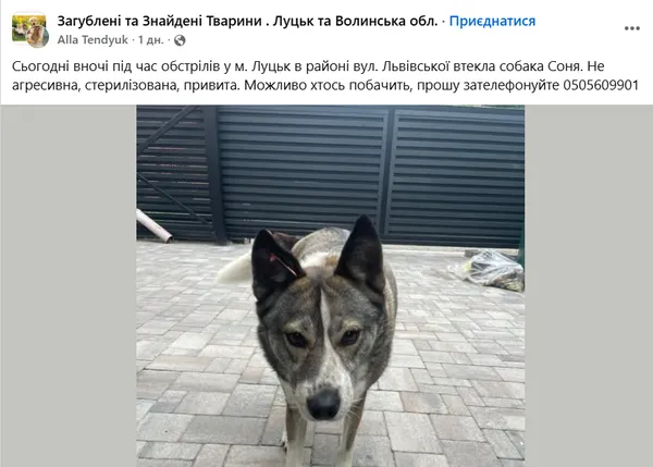 У Луцьку після ворожої атаки масово зникли собаки: що відбувається (фото)