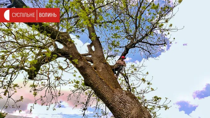Лесин ясен може простояти ще десятки років, якщо його «оздоровити», – науковці