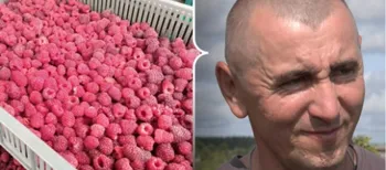 Як родина з Волині п'ятий рік вирощує малину замість картоплі (відео)