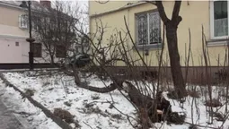 У Луцьку в Старому місті впало аварійне дерево (фото)