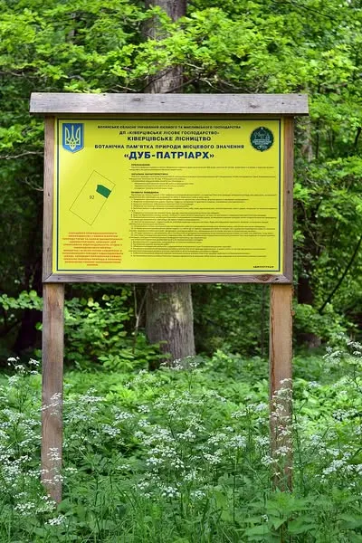 Біля Луцька росте 25-метровий дуб-велетень, якому понад 330 років (фото)