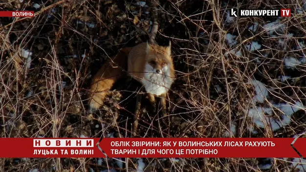 У волинських лісах тварин рахує безпілотник (відео)
