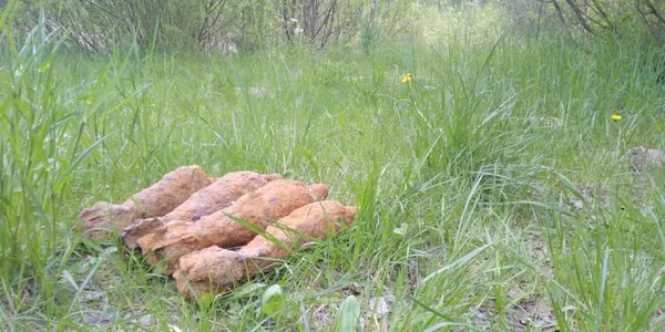 За тиждень на Волині знешкодили 37 боєприпасів часів Другої світової війни (фото)