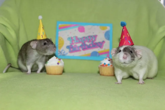 Три тижні грали щурам пісню Happy Birthday: учені провели незвичайний експеримент