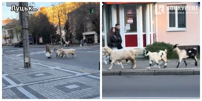 🐐 У центрі Луцька дідусь вигулював «внуків-квадроберів» (відео)