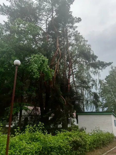 Вирвані з корінням дерева: на Світязі через буревій постраждав дитячий табір (відео)