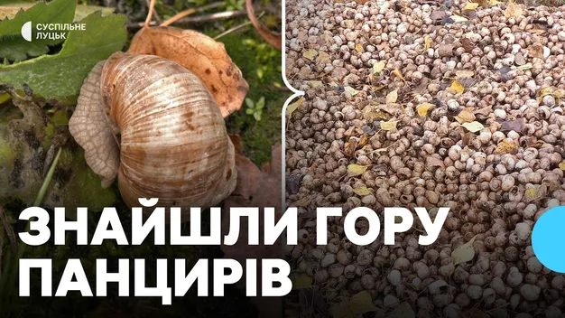 Поліція відкрила кримінал через звалище панцирів від равликів біля Торчина (відео)