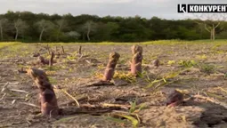 На Волині у величезних масштабах вирощують спаржу (відео)