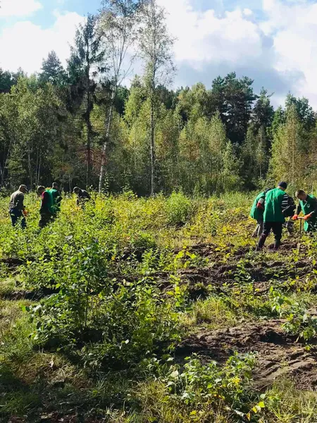 Волинські лісівники висадили понад мільйон сіянців (фото, відео)
