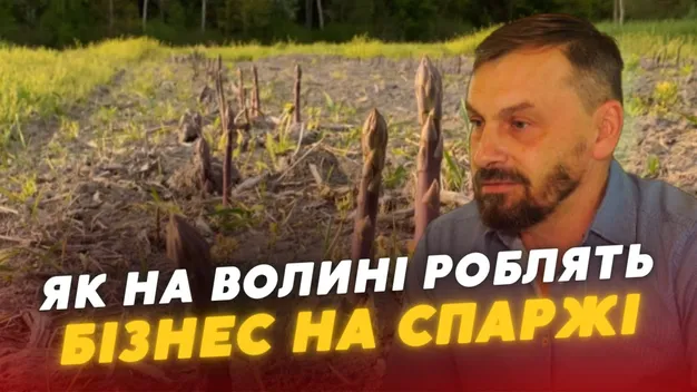 На Волині у величезних масштабах вирощують спаржу (відео)