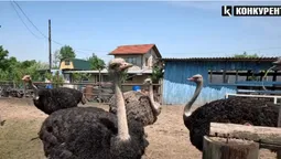 Де на Волині можна покататися на страусах (відео)