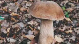 Попри суху погоду: на Любомльщині збирають багато білих грибів (фото)