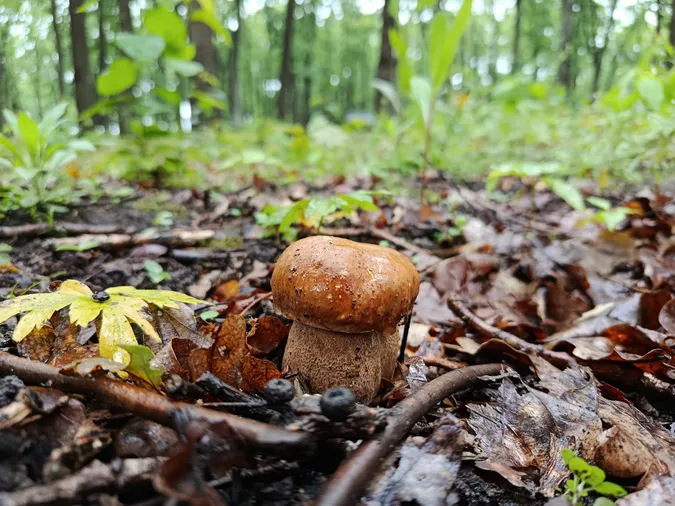 У лісі біля Луцька після дощу полізли білі гриби (фото)
