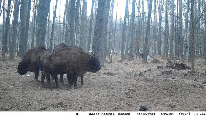Камери у Звірівському лісництві «зловили» сімейство зубрів (фото, відео)