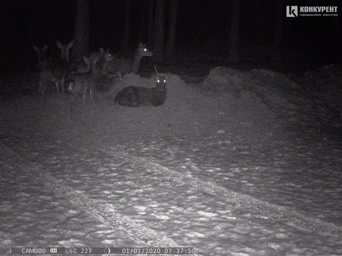 Що роблять волинські олені, коли їх ніхто не бачить: лісівники показали фото