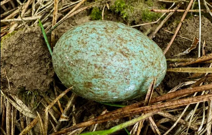Бірюзове диво: у лісі знайшли рідкісне яйце дикого птаха (фото)