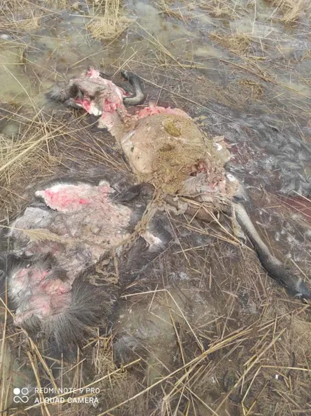 На Волині браконьєри вбили й розчленували вагітну лосицю (фото 18+)