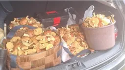 Ростуть один на одному: у лісі на Ковельщині зібрали повний багажник маслюків (фото, відео)
