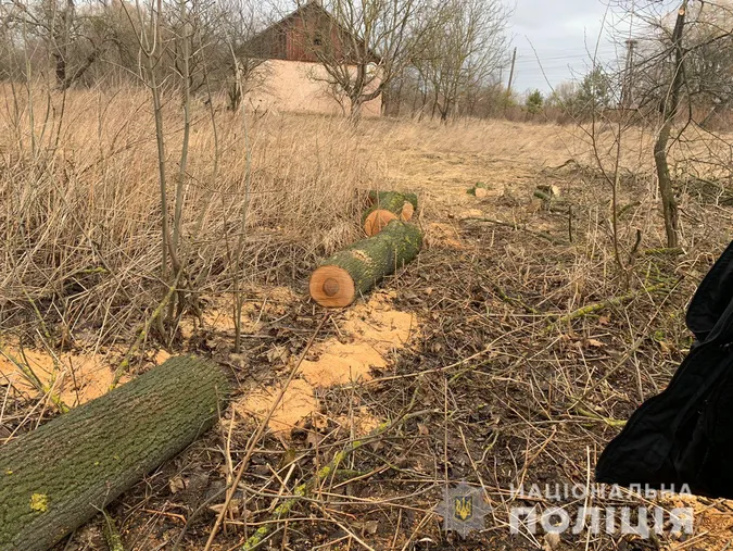 На Волині селянин нарубав дерев на 80 тисяч гривень (фото)