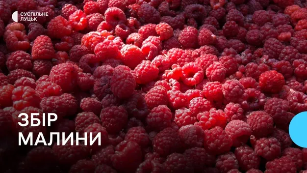 І не треба їхати на заробітки: як на Волині вирощують малину (відео)