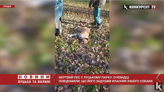 Мертвий пес у луцькому парку: хто є винуватцем (відео)