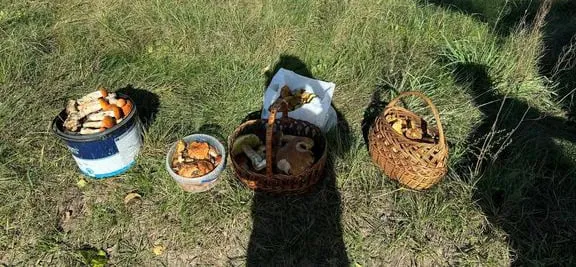 У Тростянці збирають повні кошики маслюків та красноголовців (фото)
