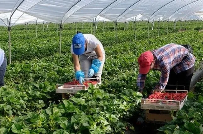 Українські заробітчани не хочуть працювати у Польщі «за копійки» 
