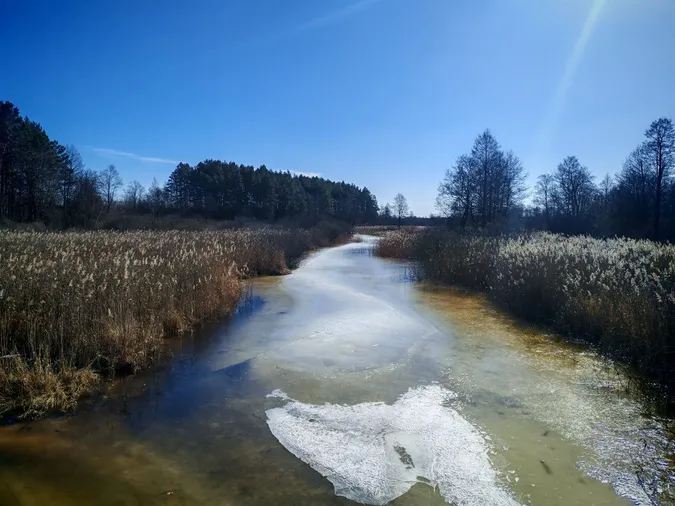 Оживає весна: у волинському нацпарку помітили рідкісного птаха (фото)