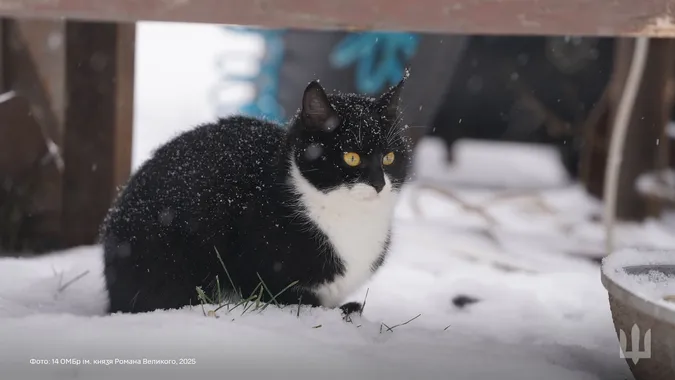 🐈Пухнасті муркотики з волинської бригади попозували для мімішних фото