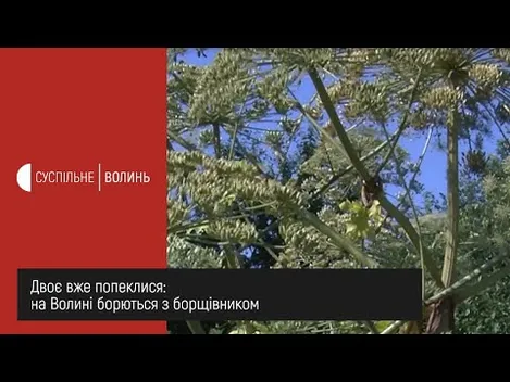 Волинь атакує борщівник: вже двоє постраждалих