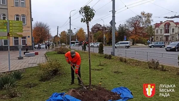 Замість всохлих кленів і вишень: у Луцьку висадили 11 нових дерев (фото)