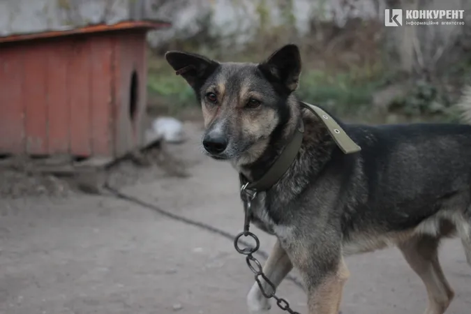 Їм дуже бракує уваги: лучан кличуть няшкати песиків на КП «Ласка» (фото)
