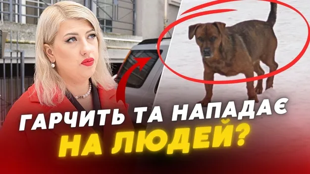 Гарчить та кусає: у Луцьку нарікають на собаку, який нападає на людей