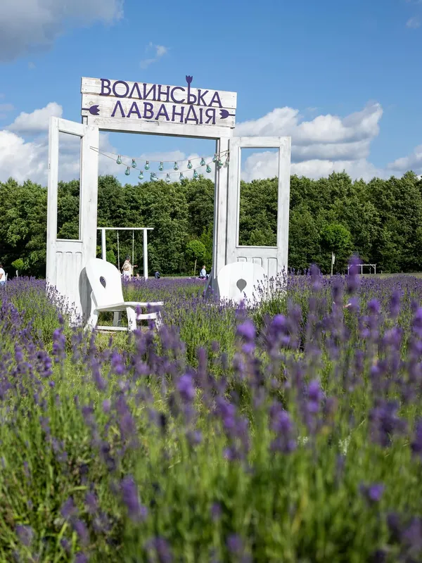 Стартував фестиваль квітів «Волинська Лавандія»: які нові локації підготували організатори (фото, відео)
