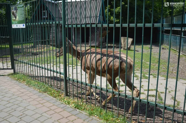 «Набільша проблема – люди з булками»,  – ветеринар розповів, чим хворіють мешканці зоопарку