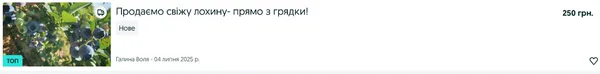 Ціни «кусаються»: скільки на Волині коштує перша лохина (фото)