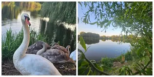 Золотий світанок і пернате сімейство: у Луцьку показали ранкову красу Теремнівських ставків