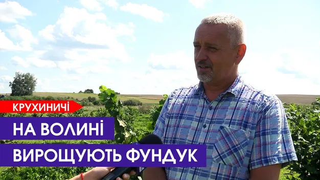 На місці чагарника: в селі на Волині вирощують гектари фундука (відео)