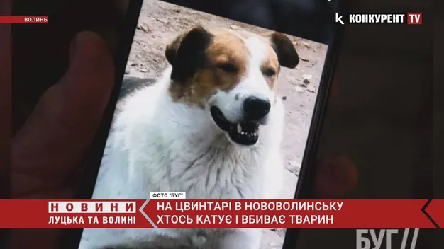 У Нововолинську на цвинтарі хтось катує та вбиває тварин (фото 18+, відео)