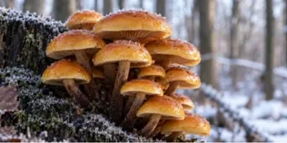 Не боїться морозів і росте взимку: який гриб ще можна знайти в лісі