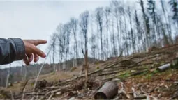 Серед лісу знайшли пальці диявола – їхній вигляд вражає
