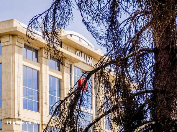 Головні ялинки Луцька можуть скоро зникнути через хворобу