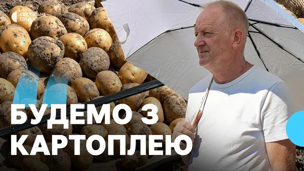 «Атол» і «Лариса» пережили цьогорічну спеку: на Волині показали 47 елітних сортів картоплі (фото, відео)