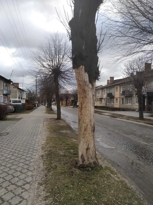 Довелося зашивати: на Волині дерево впало на дідуся з онукою (фото)