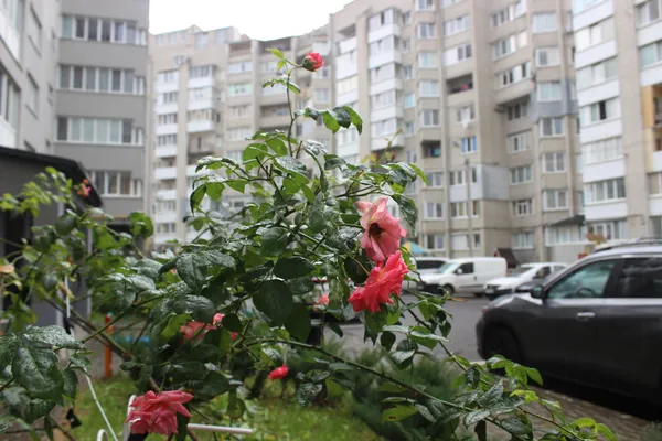 Знущався над хворим собакою: активісти навідалися до лучанина (фото, відео)