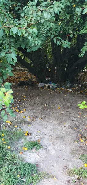 «Місто, яке ми заслужили»: лучанка скаржиться на купу сміття (фото)