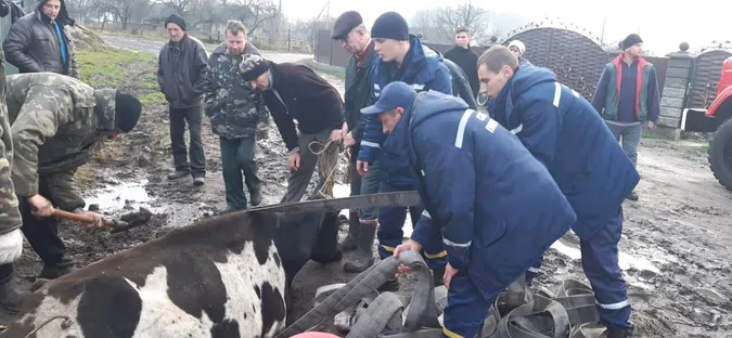 На Маневиччині врятували корову з пастки (ФОТО)