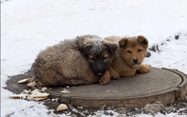 #врятуй житття: у Луцьку запустили флешмоб для допомоги безпритульним тваринам